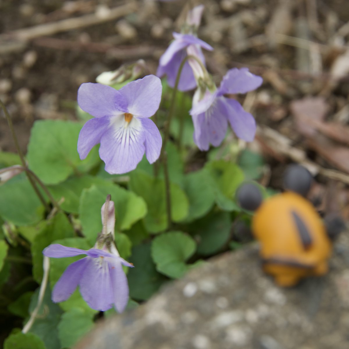 XSのデデンネ tweet media