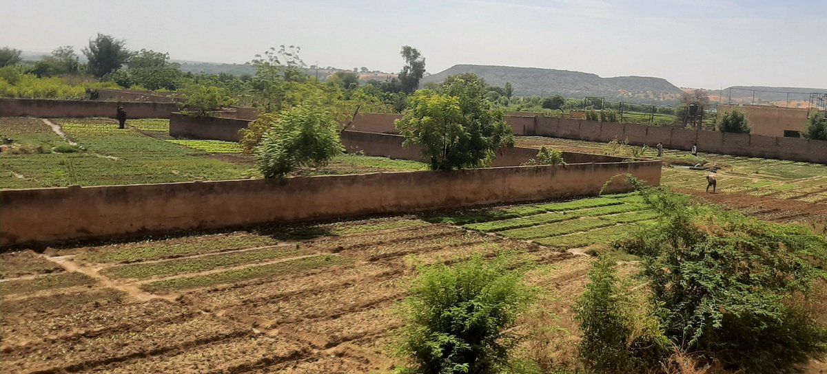 OngCadrl's tweet photo. 1/2 On this World Health Day, we’re reminded of something fundamental:
health doesn’t start in hospitals — it begins in the soil, in a meal, in dignity.
In Niger and across vulnerable regions, food is more than nutrition.
It is stability. It is resilience. It is peace. https://t.co/gMcdlsuY2d