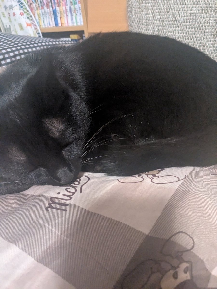 ネギ魔 tweet media