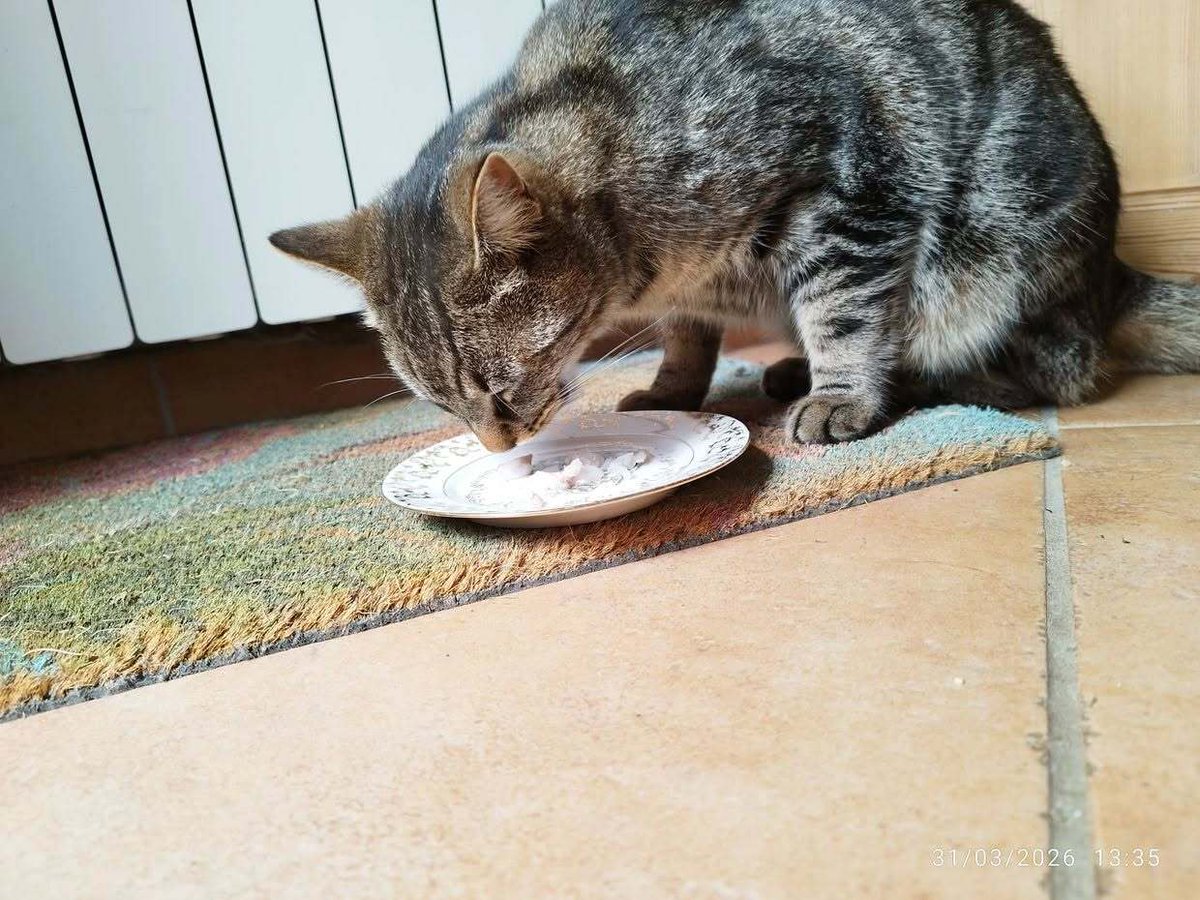 VigiPets.fr tweet media