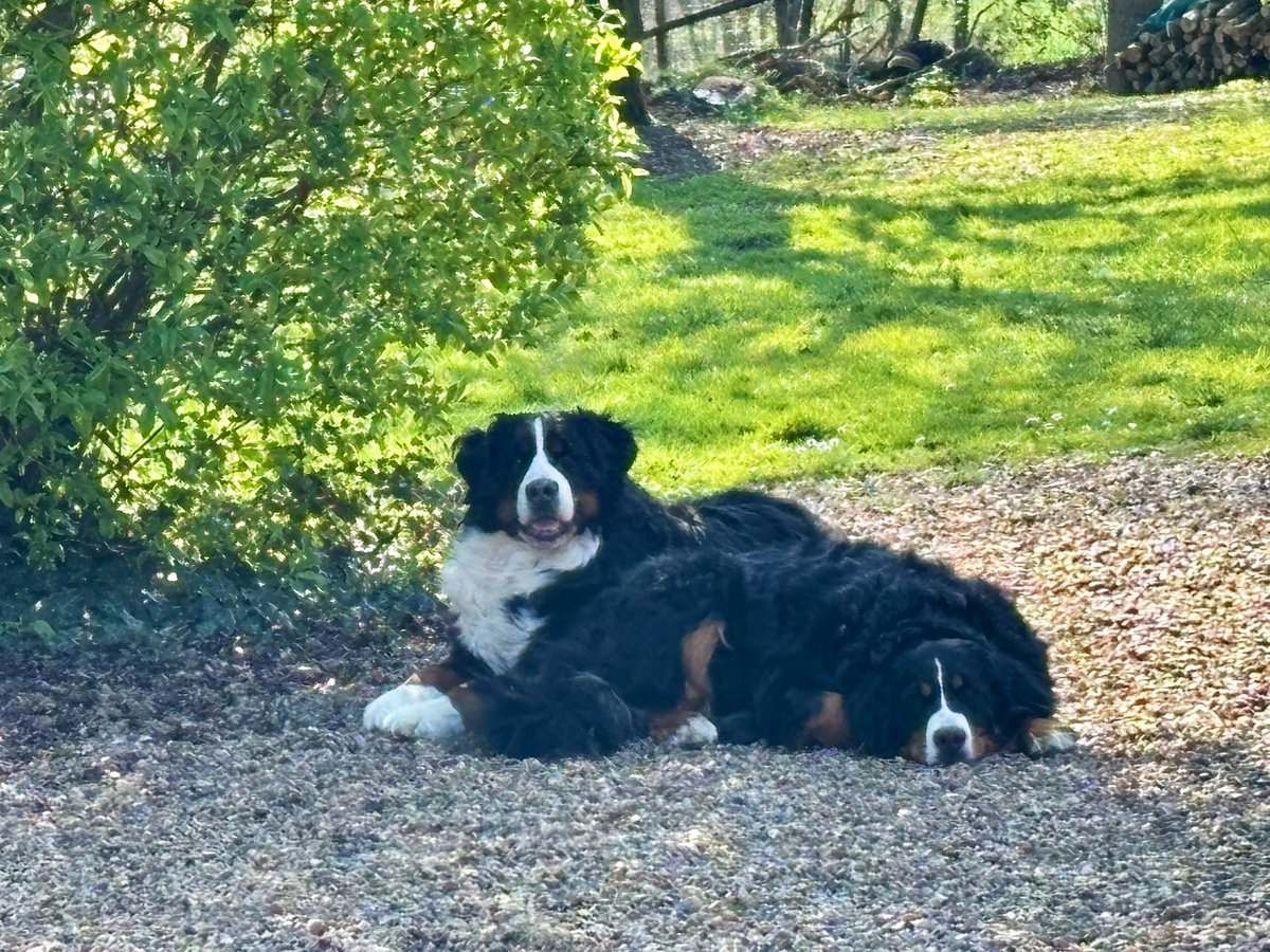 Mustang 🐻💫 Shelby 🐻 et Viking 🧸 tweet media