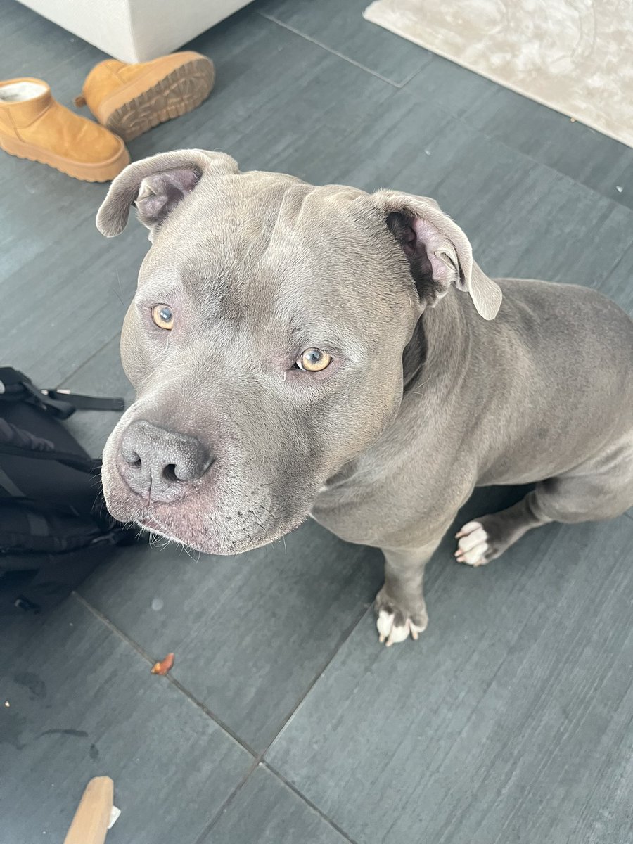 smolkuru_vt tweet media