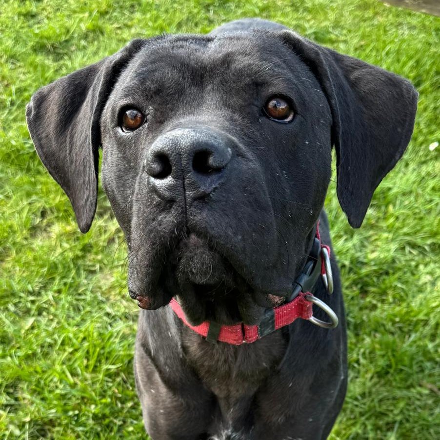 Animal Adoptions UK 🐕🦺🐈🐎❤️ tweet media