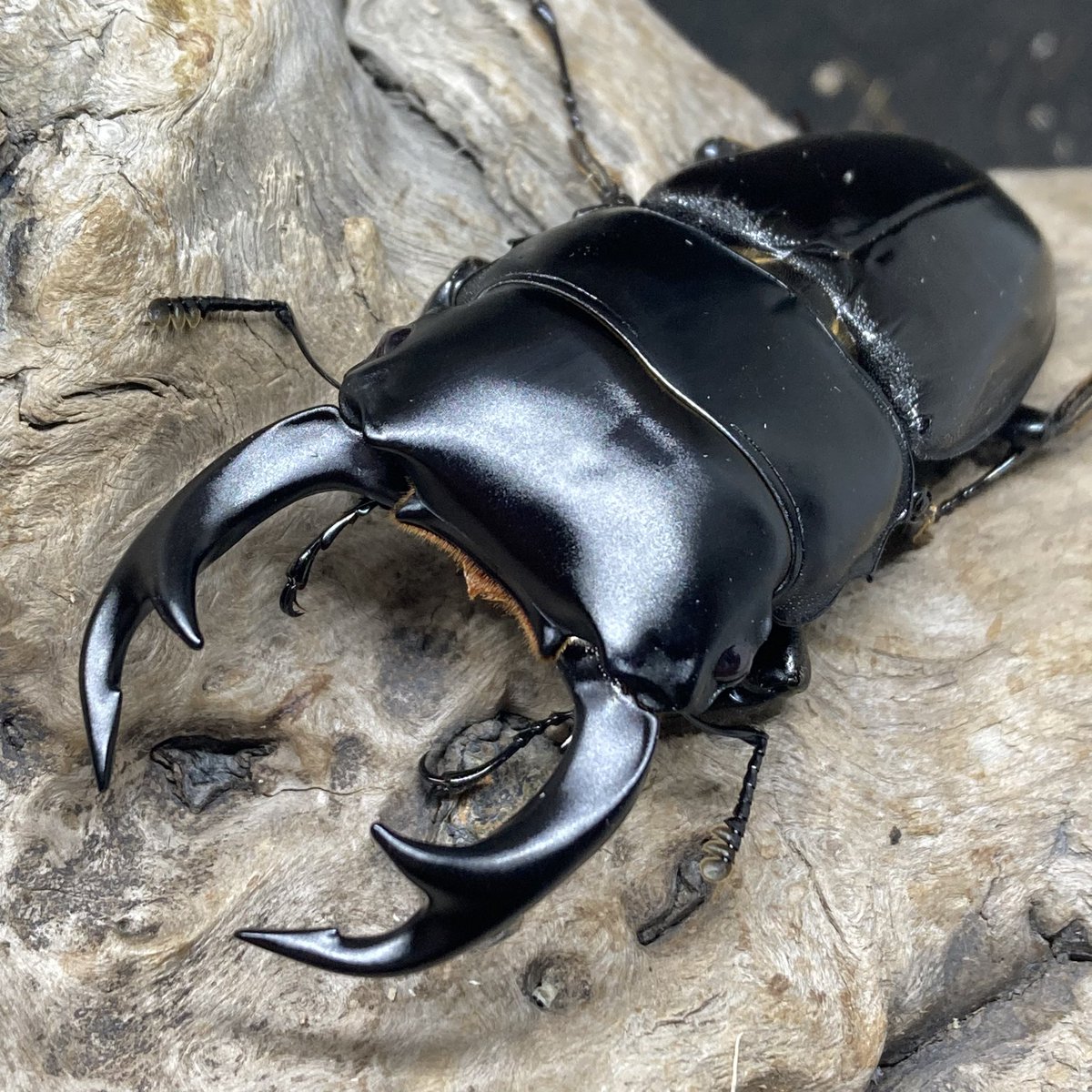 nk.dorcus tweet media