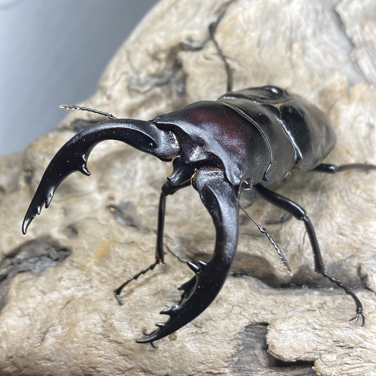 nk.dorcus tweet media