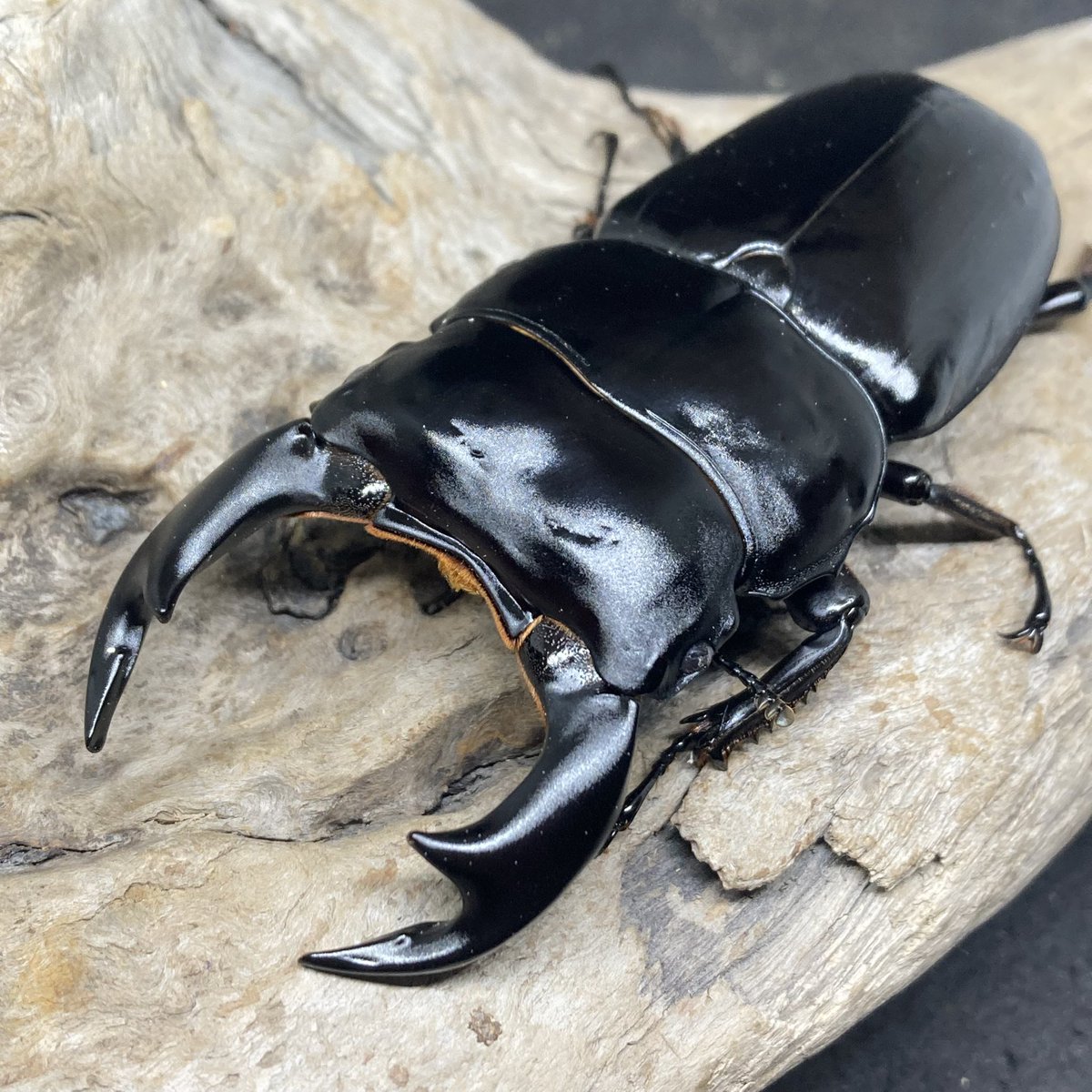 nk.dorcus tweet media