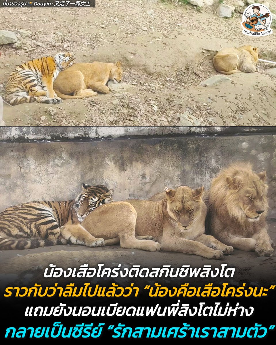 ตามติดชีวิตAnimal tweet media