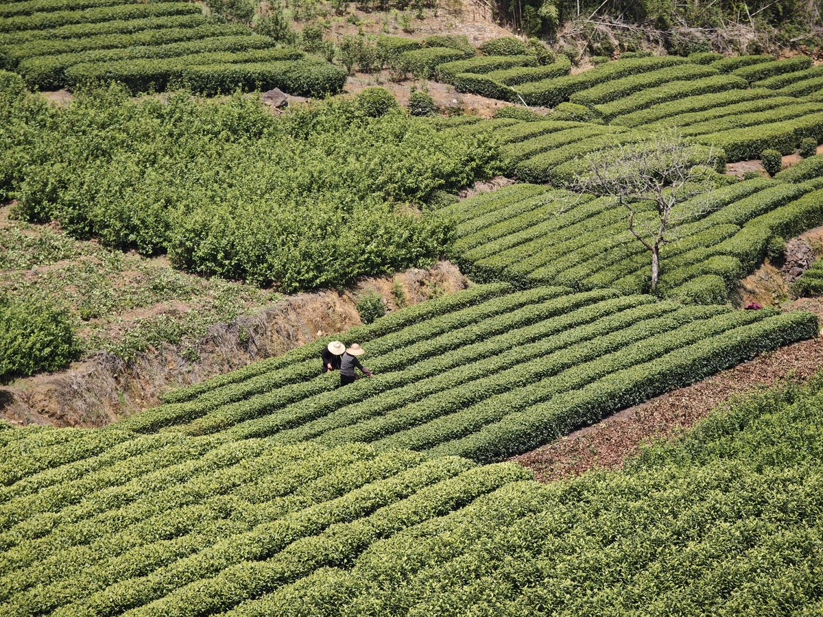 Lisa Lyu(💯互fo) tweet media