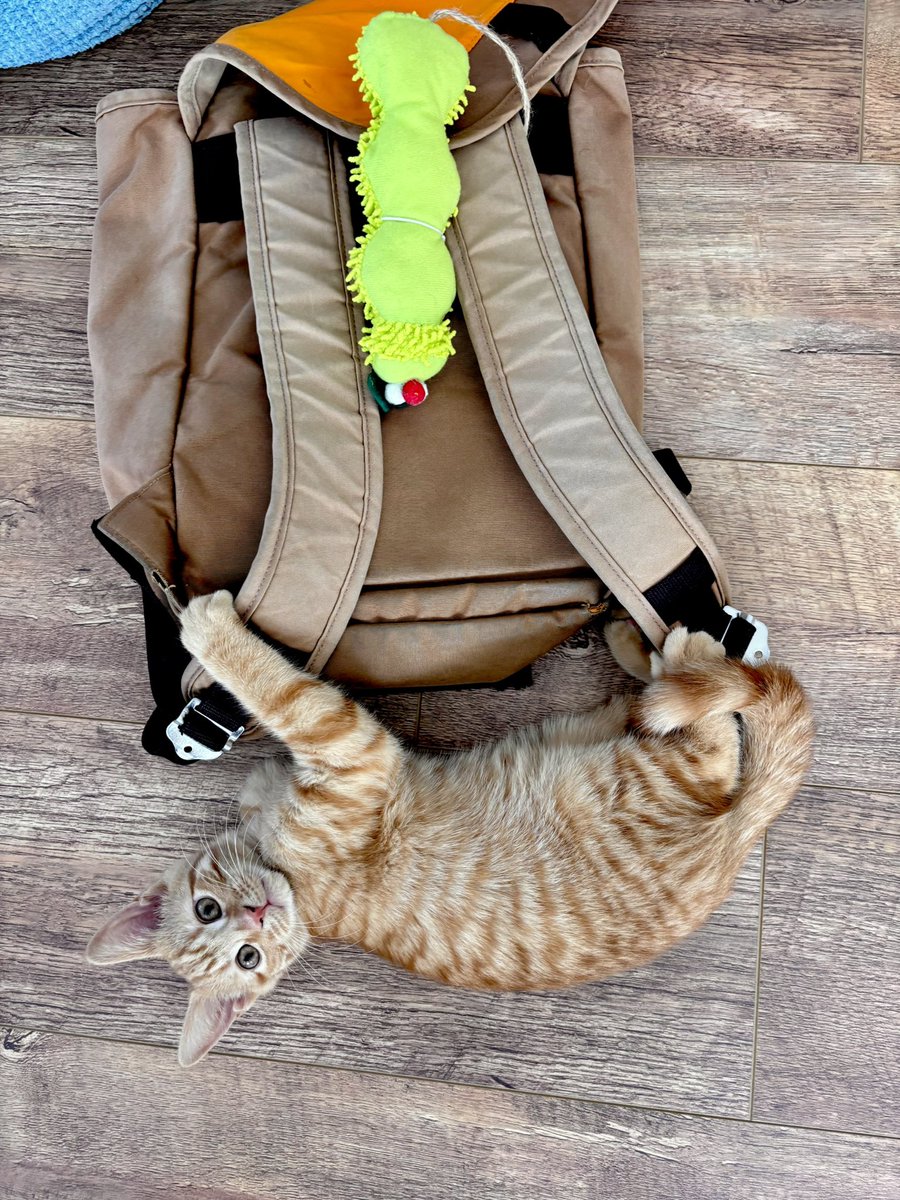 Lkshpründa tweet media