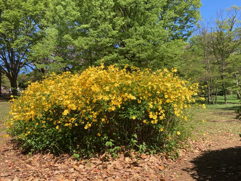 一重咲きのヤマブキの後に咲く八重咲きのヤマブキ。園芸種で実をつけ