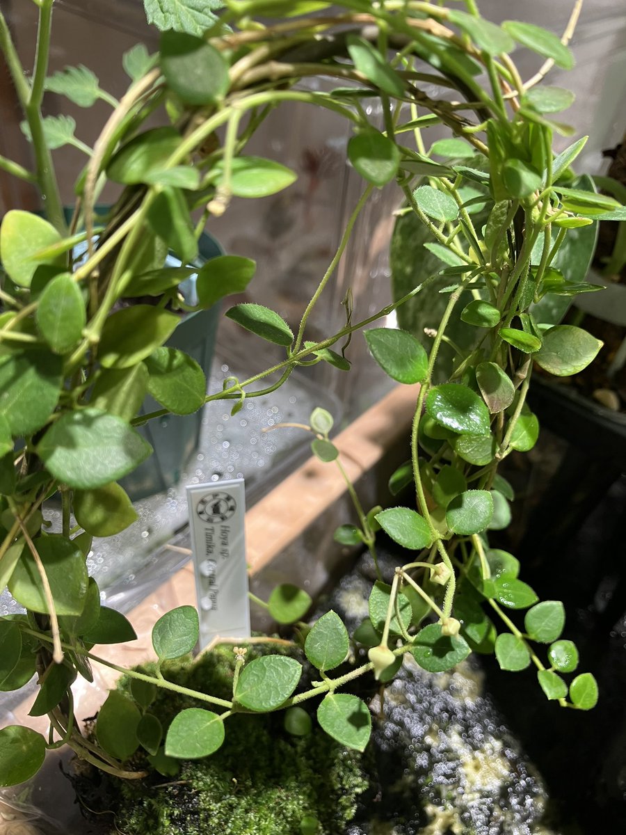 ソケ939 tweet media