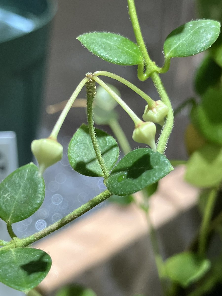 ソケ939 tweet media