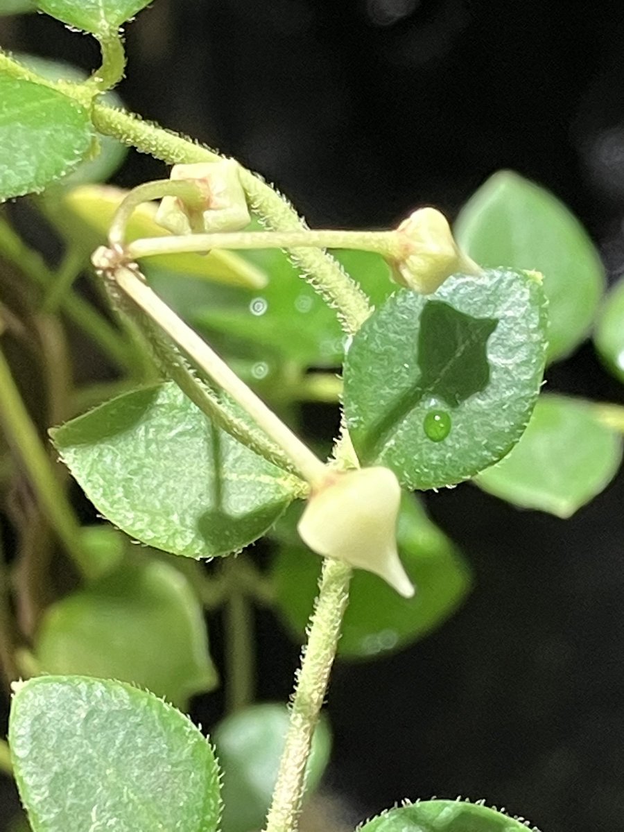 ソケ939 tweet media