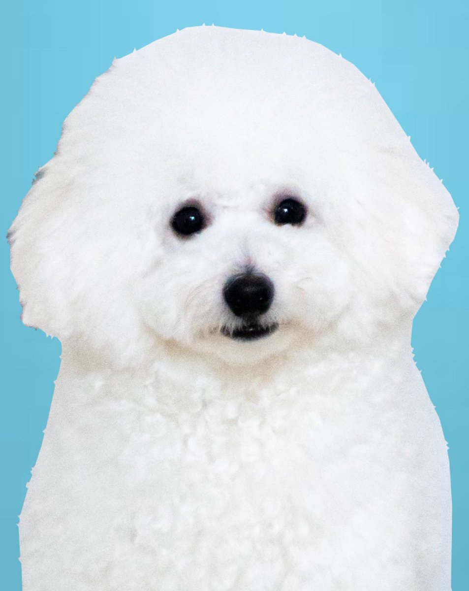 もこもこ tweet media