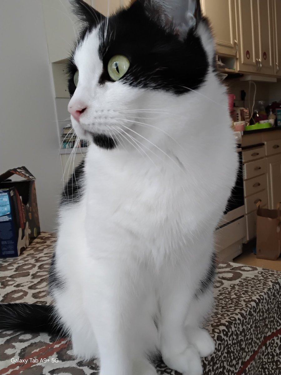 the CatGang 🇸🇪🌈Klumpen 🌈Ricco 🌹🌈🐈⬛🐕 tweet media