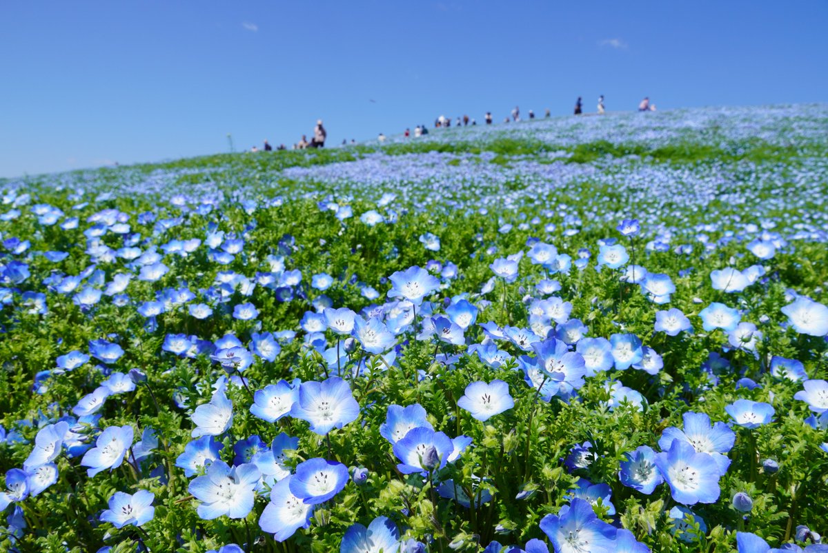 国営ひたち海浜公園【公式】 tweet media