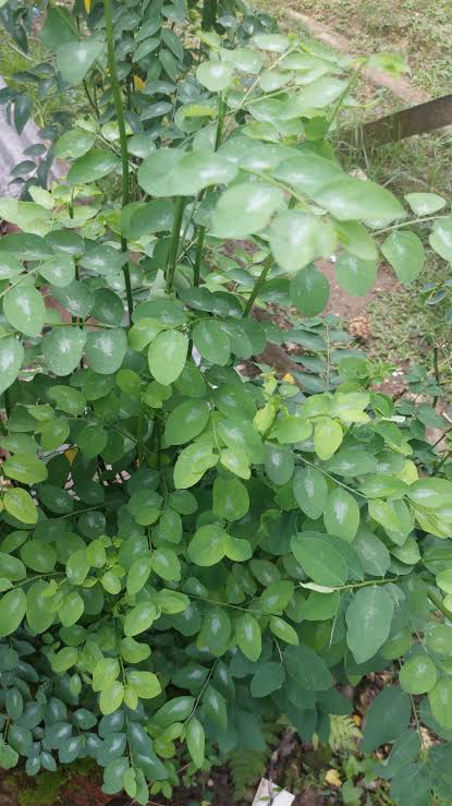 𝐒atoru tweet media