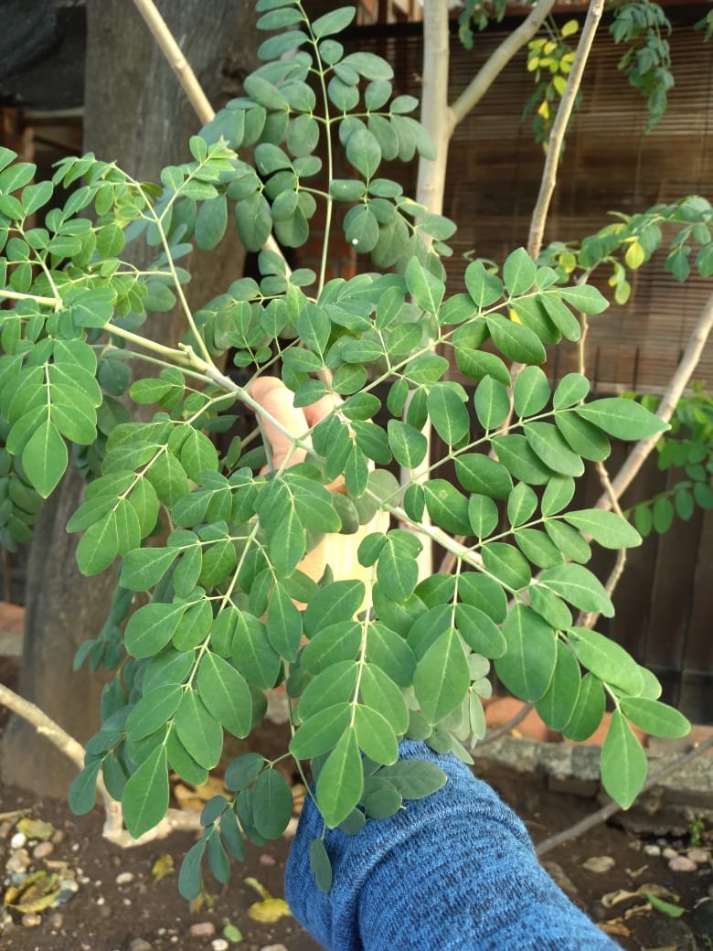 𝐒atoru tweet media