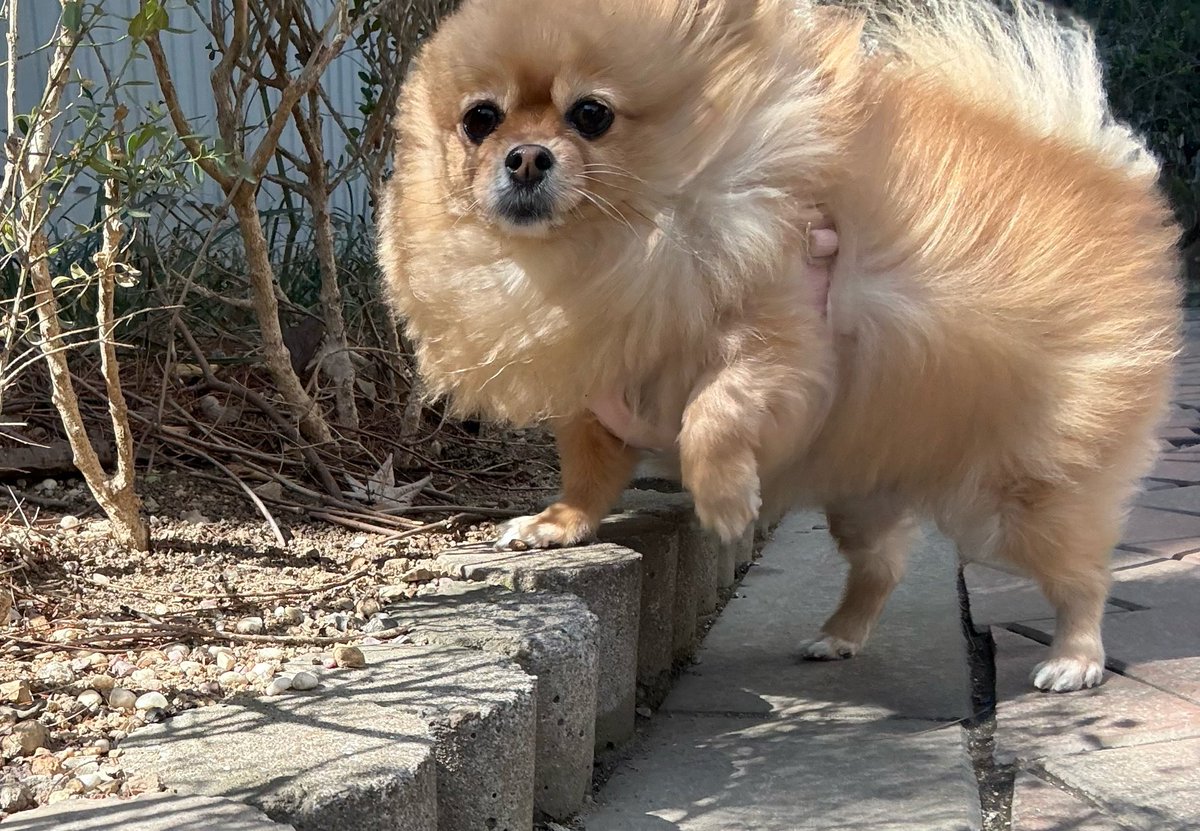 titotito2245's tweet image. 有種相似感          

微風🌬🐰    🆚️   💨🐶強風

#Jiu #Pie