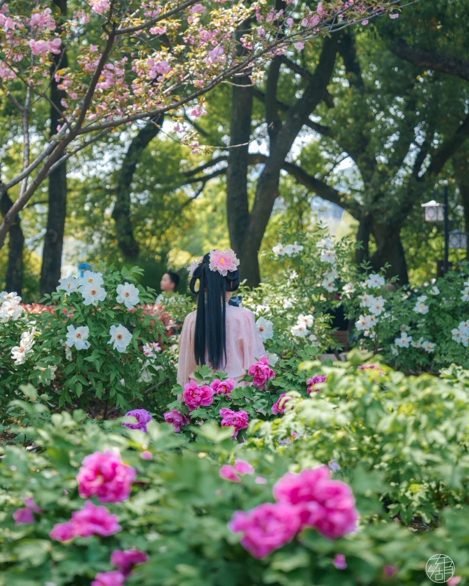 hellohubei_'s tweet photo. Flowers keep blooming in succession!
#Peonies at #Wuhan East Lake Park are now in full bloom, expected to last until late April, filling the garden with regal beauty.
#SpringInHubei #ChinaTravel https://t.co/349OUnimap