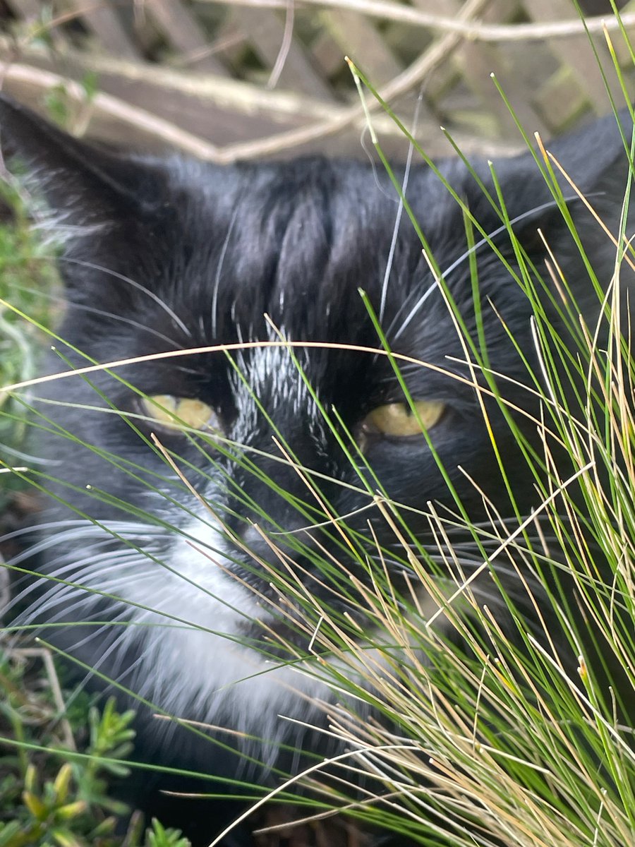 Mystic Queen of Maybe (Jan) & Teddy 🐈⬛ tweet media