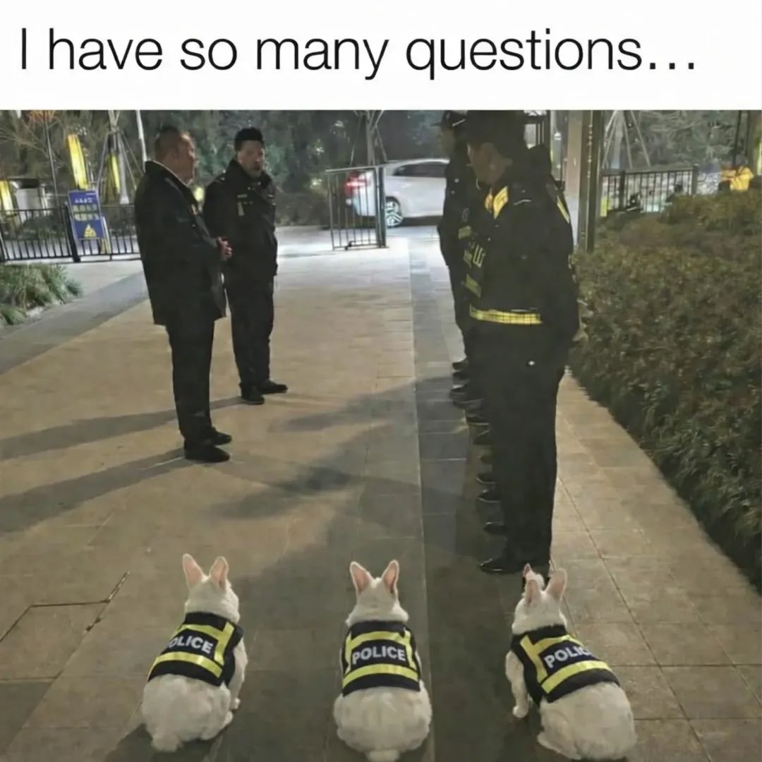 Why you should have a rabbit tweet media