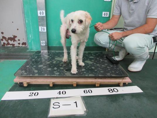 ハクと犬のはなし tweet media