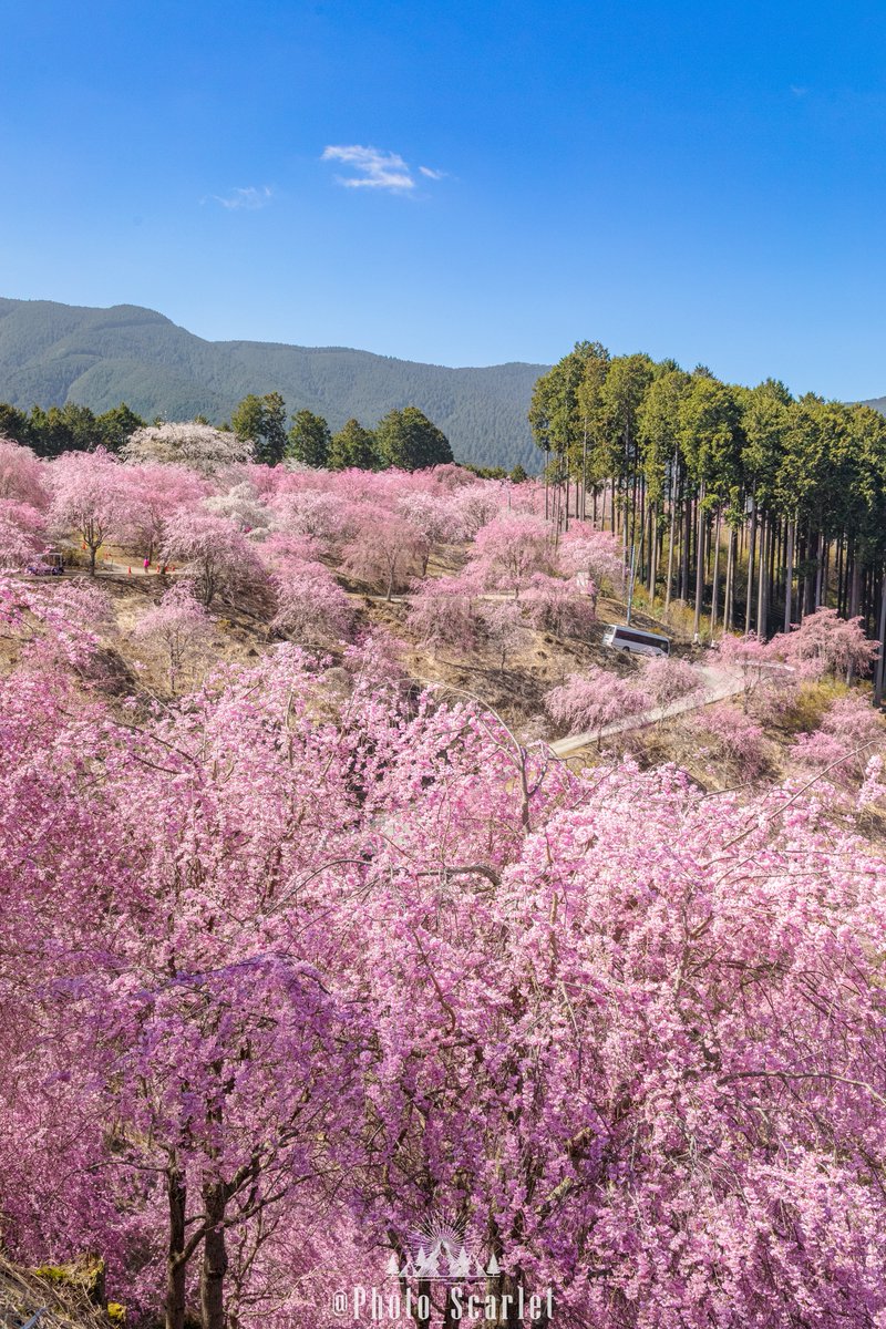 スカーレット@Photo tweet media