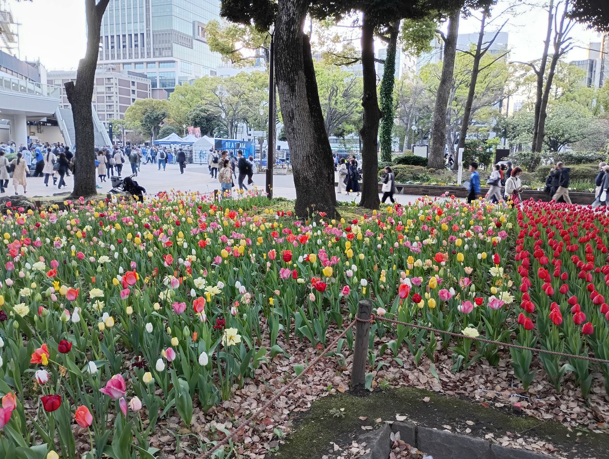 fuku10109's tweet photo. ハマスタ着席。
この時期、毎年密かに
横浜公園のチューリップを
楽しみにしてたりします。
今日の感想が
『チューリップきれいだったな』
だけで終わることがありませんように🙏
#baystars https://t.co/SHuRpxmaHm