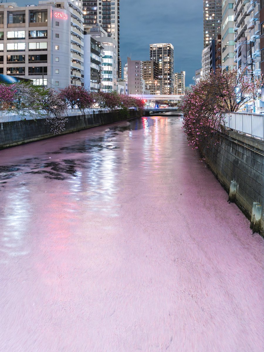 𝚋𝚒𝚛𝚍 tweet media