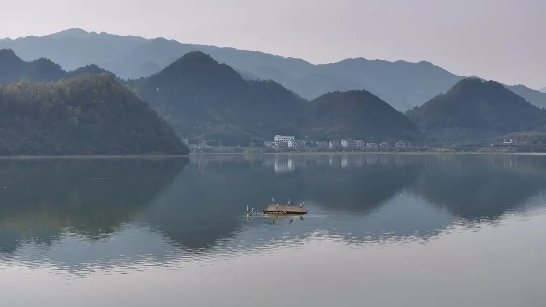 TongluFeel's tweet image. Wow 🐤🌿 Look! 👀Spring is here at Tianxi Lake in #Tonglu! Flocks of herons, mandarin ducks, and gulls are gathering. You might even spot the #rare and beautiful scaly-sided merganser! Easy #bird-watching with gorgeous lake and mountain views. So #relaxing! ✨#TongluScenery