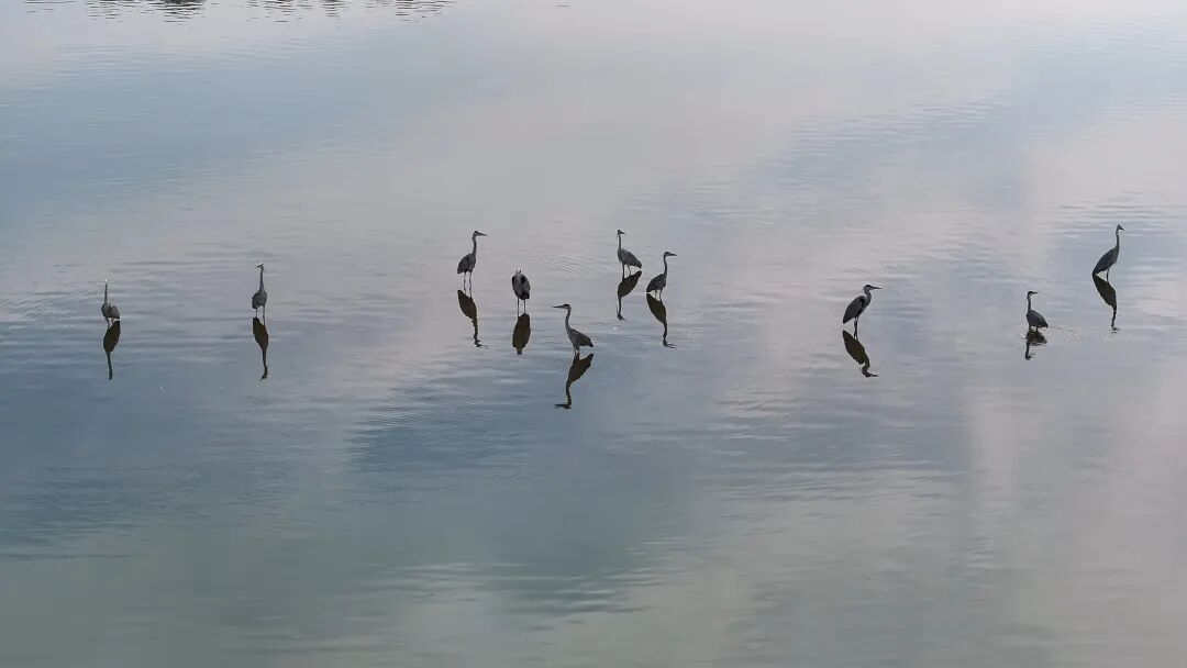 TongluFeel's tweet image. Wow 🐤🌿 Look! 👀Spring is here at Tianxi Lake in #Tonglu! Flocks of herons, mandarin ducks, and gulls are gathering. You might even spot the #rare and beautiful scaly-sided merganser! Easy #bird-watching with gorgeous lake and mountain views. So #relaxing! ✨#TongluScenery