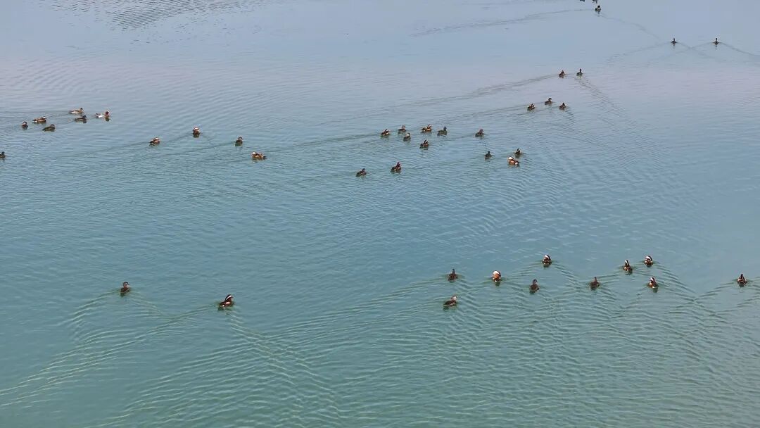 TongluFeel's tweet image. Wow 🐤🌿 Look! 👀Spring is here at Tianxi Lake in #Tonglu! Flocks of herons, mandarin ducks, and gulls are gathering. You might even spot the #rare and beautiful scaly-sided merganser! Easy #bird-watching with gorgeous lake and mountain views. So #relaxing! ✨#TongluScenery