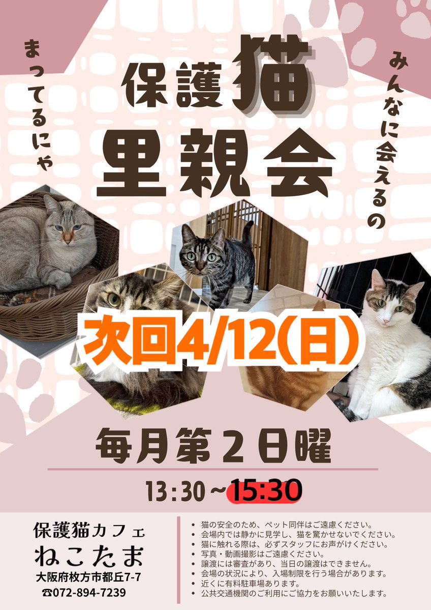 NPO法人地域猫管理協会 tweet media