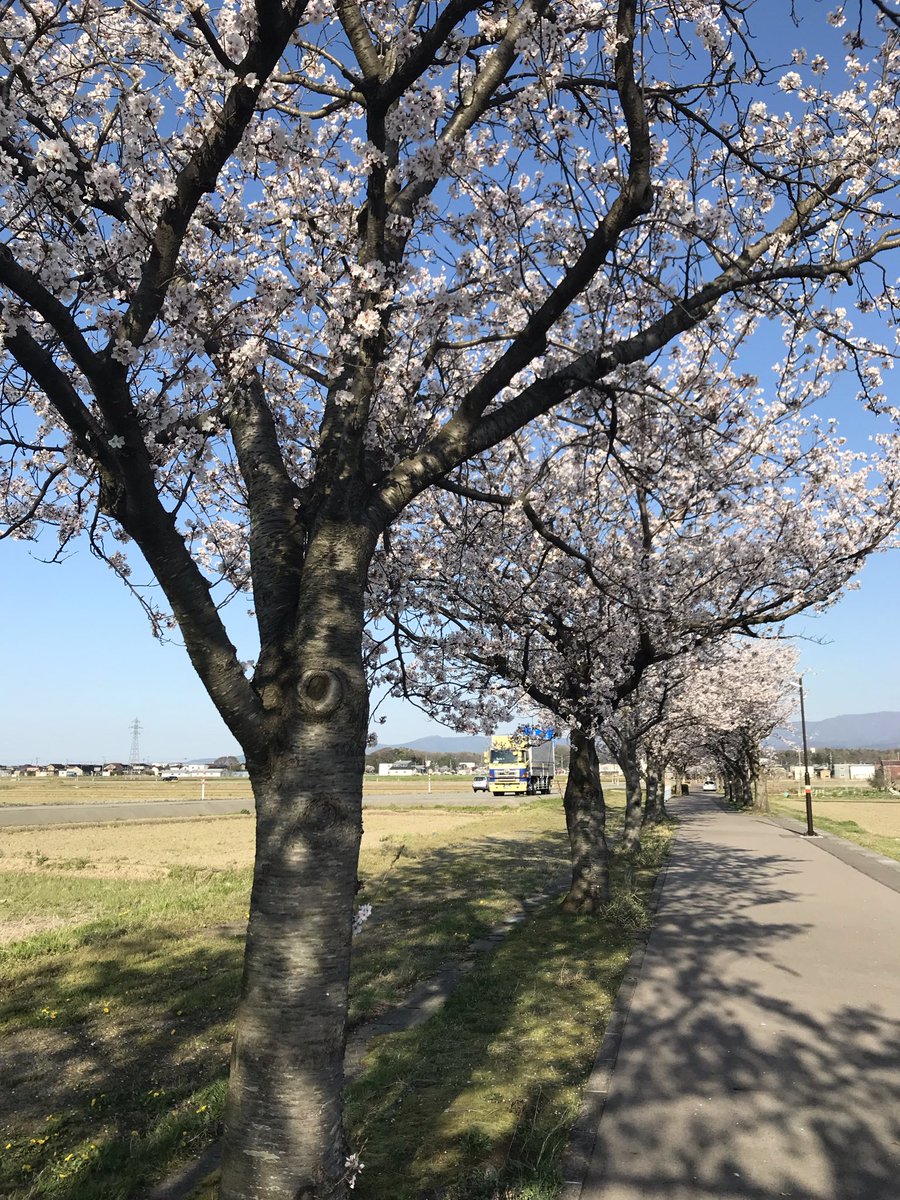 bw18hp's tweet photo. 天気いいからウォーキングしたら桜綺麗に咲いてた！
ワンちゃんとかも散歩してて気持ちやそうだった！
#日常垢さんと繋がりたい
#友達募集
#日常垢 https://t.co/pMrO7WewNU