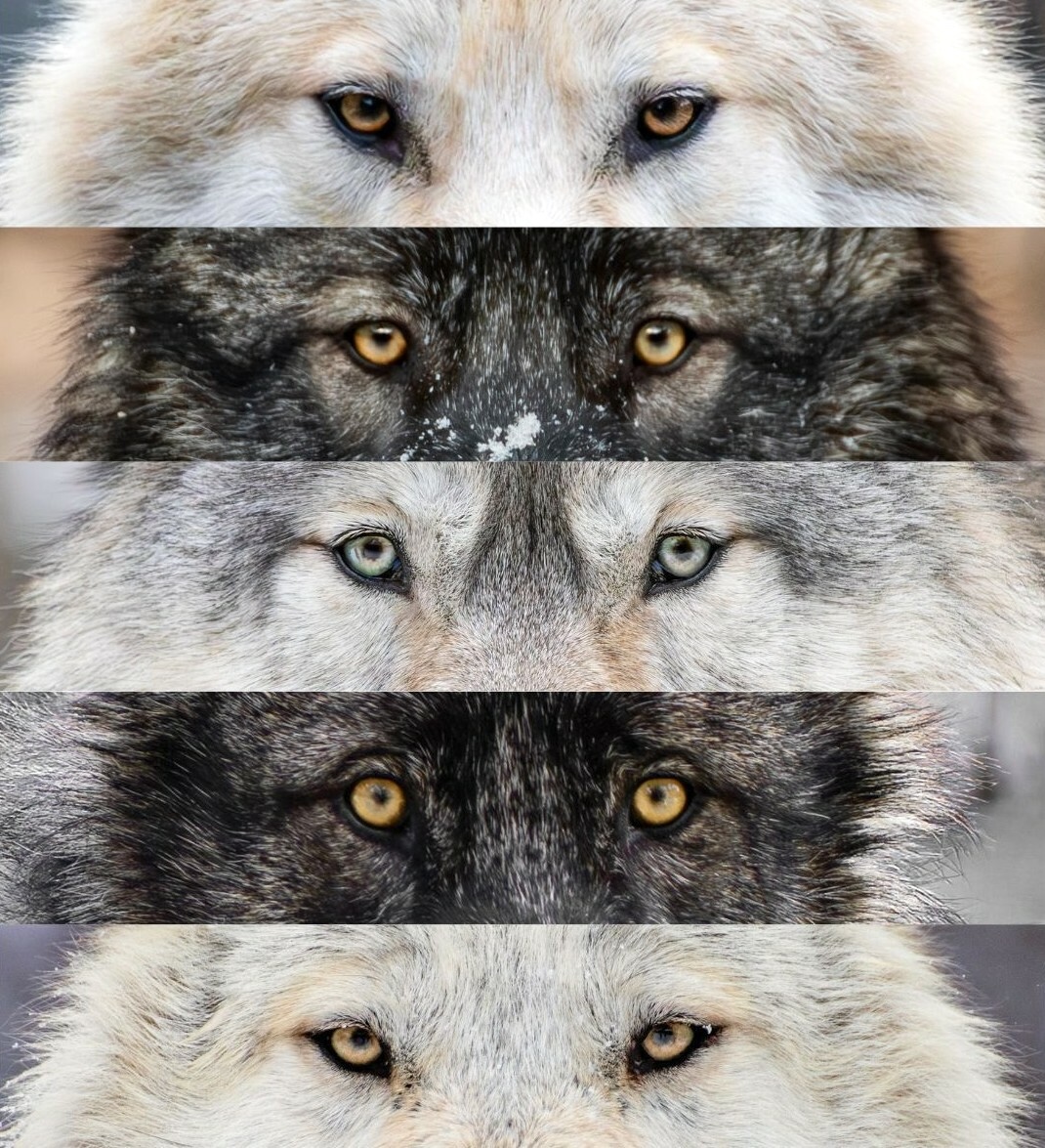 International Wolf Center tweet media