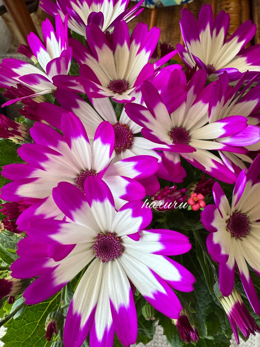 ハルル☆。.:＊・゜ tweet media