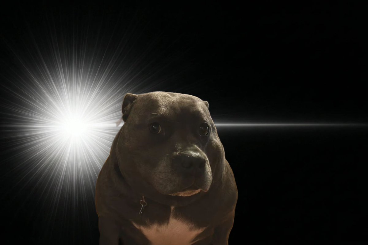 Otake T. tanuki (@otakettanuki) on Twitter photo 