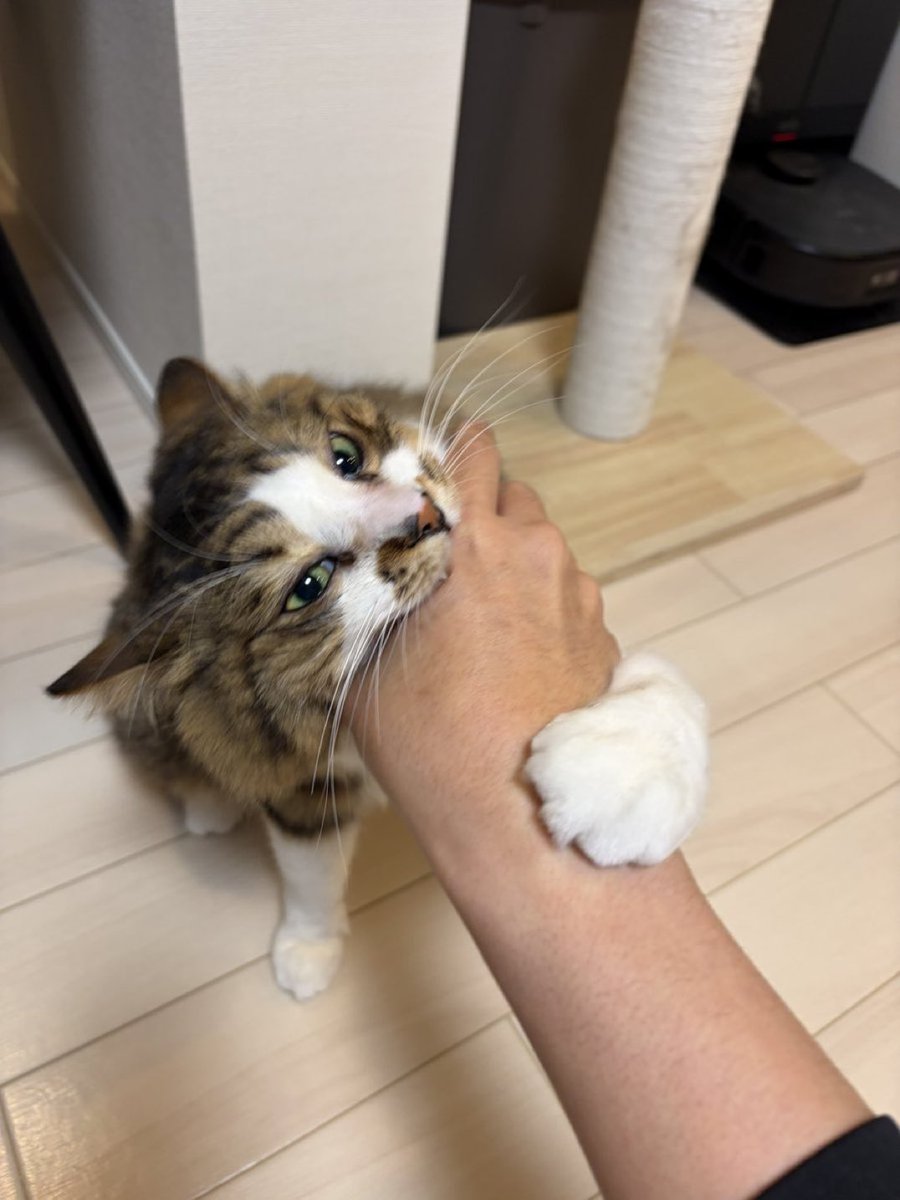 WeAssessCats's tweet photo. My wife is away starting today, so let's all be nice to each other while she's gone. https://t.co/uTtTSkOYP2