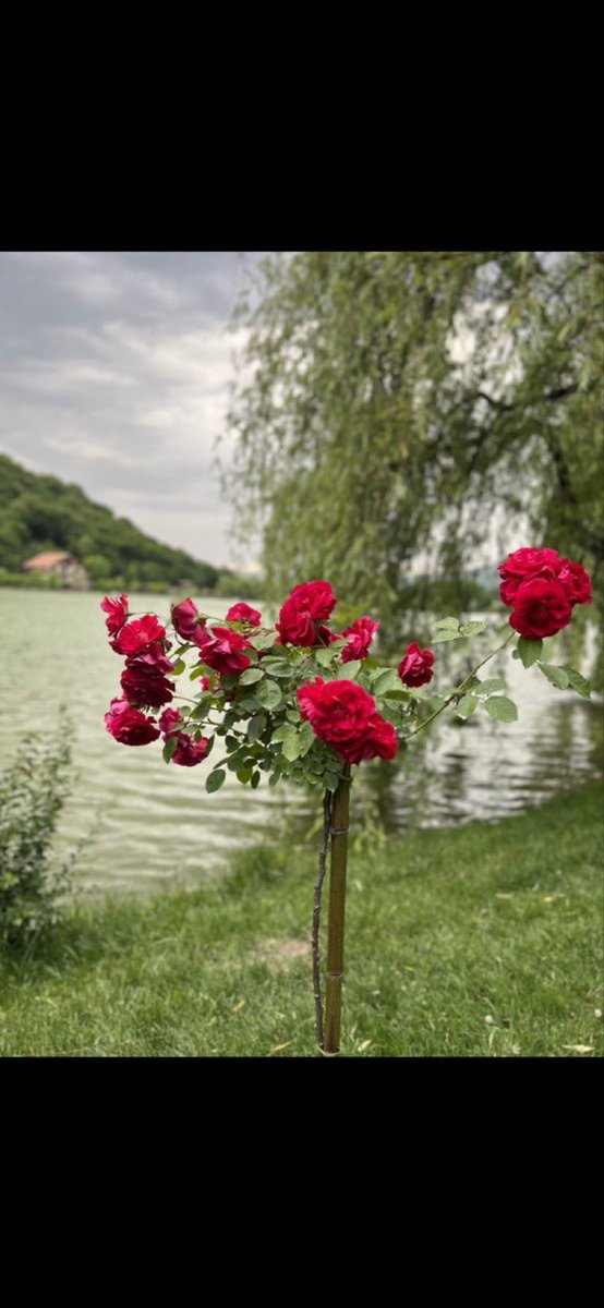 غاده ،،معلمة،، tweet media