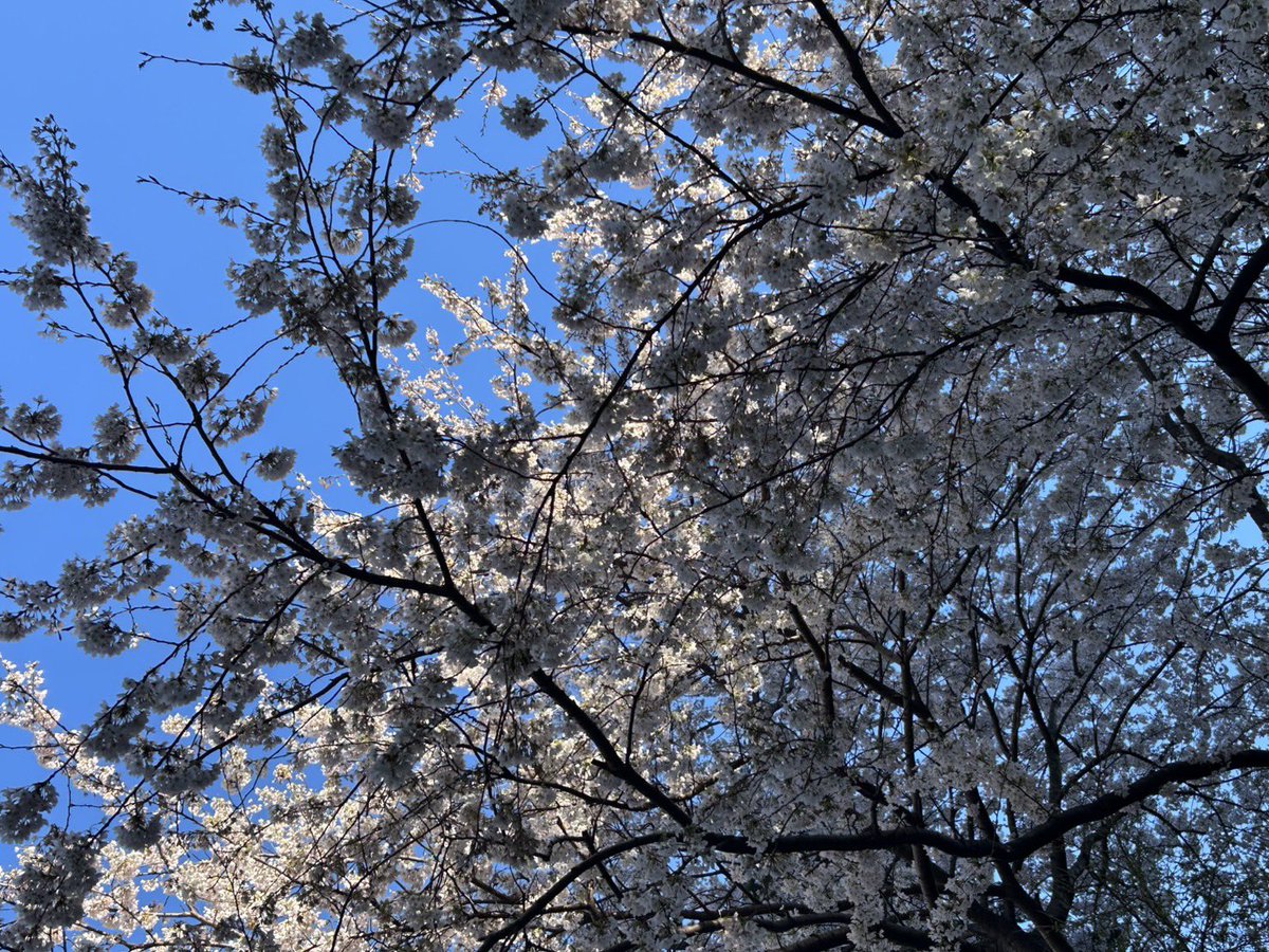 shoma4nf4ohsaki's tweet photo. 仙台には綺麗な桜がたくさん咲いています。同じ木に見えるけど4枚とも違う木ですよ。 https://t.co/EVvNZqTB2u