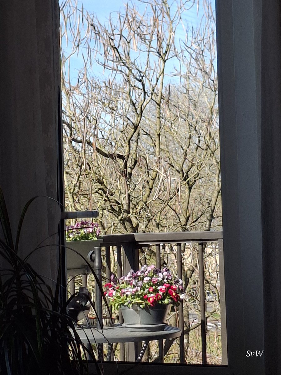 Angels~Dobby🐈🌈 & Loesje🐈⬛🌈 en Sanne👱♀️🦋💜 tweet media