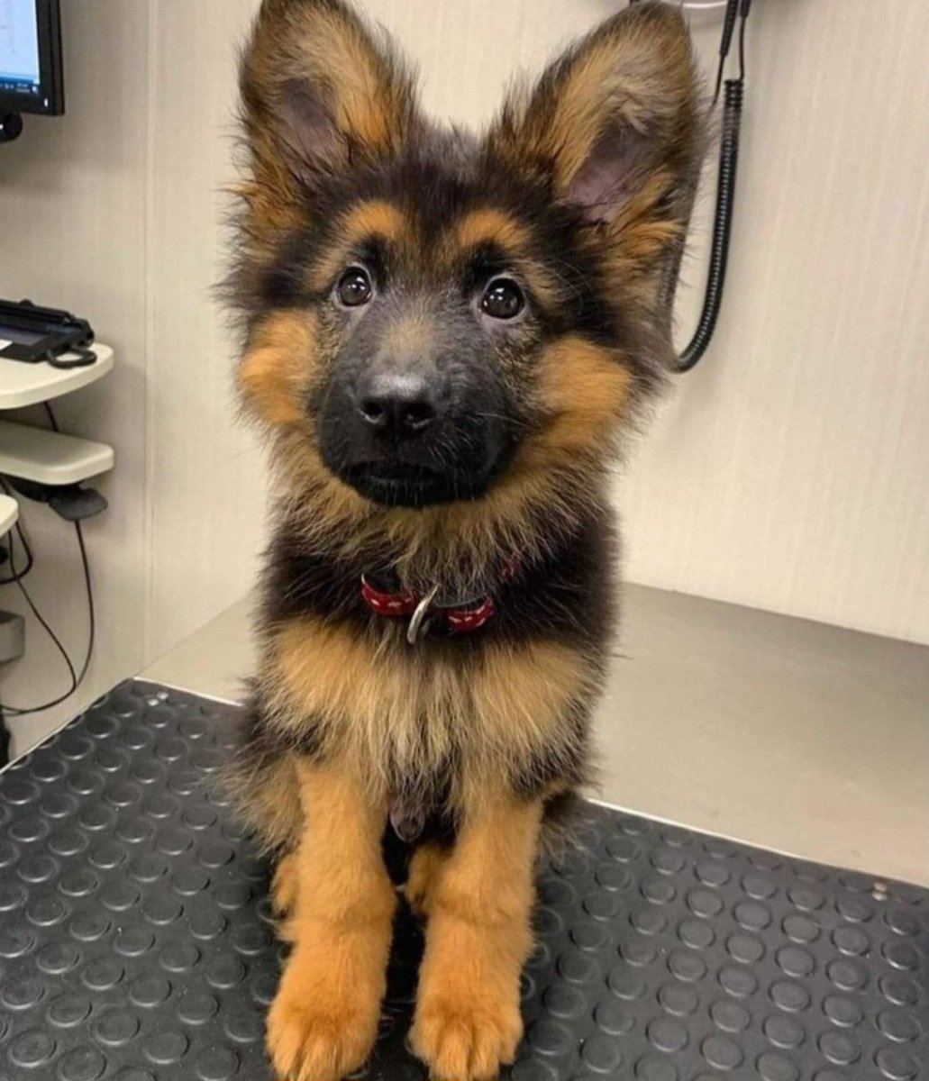 theDogLovers tweet media