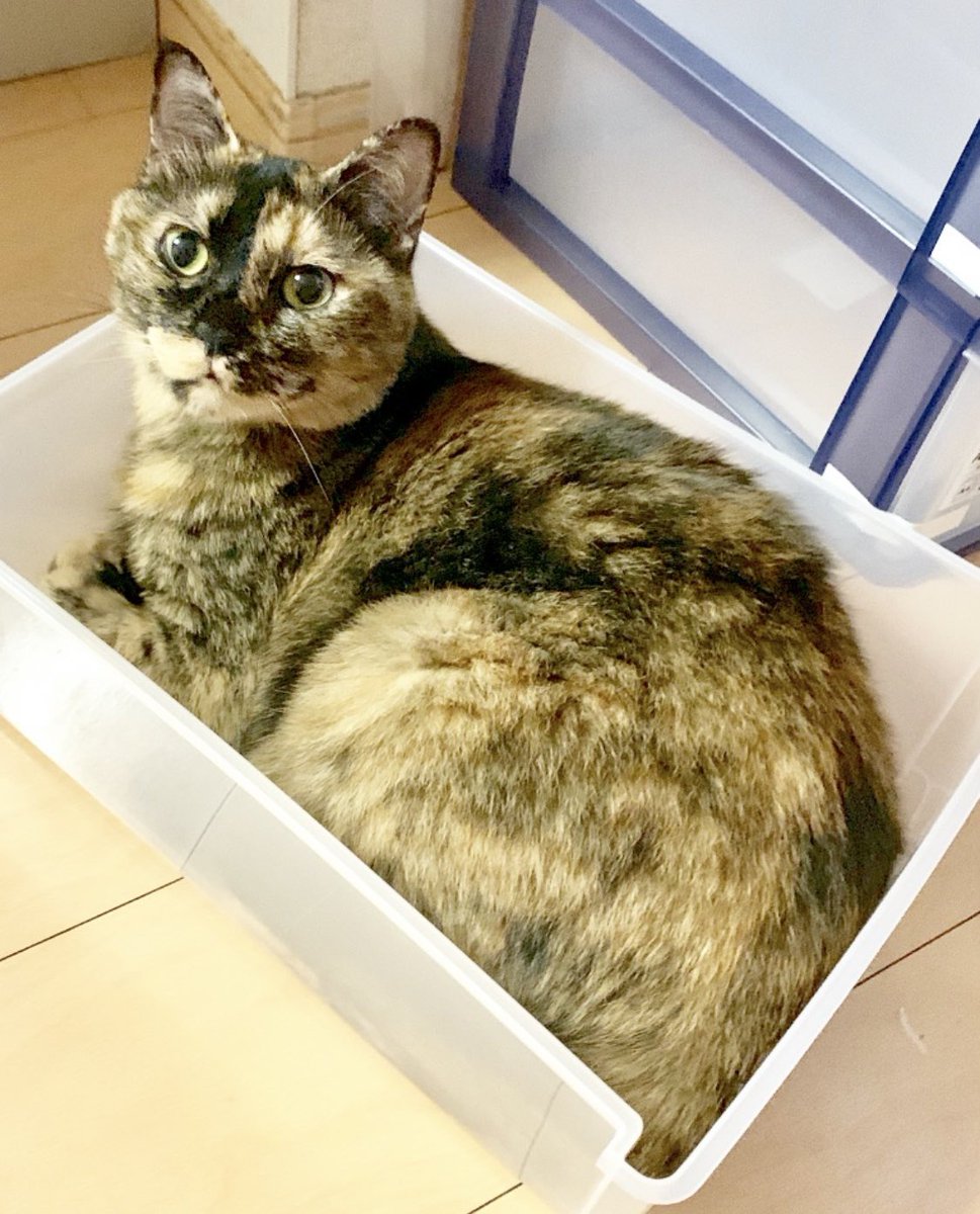 岡本圭地（漫画・小説、投稿中） tweet media