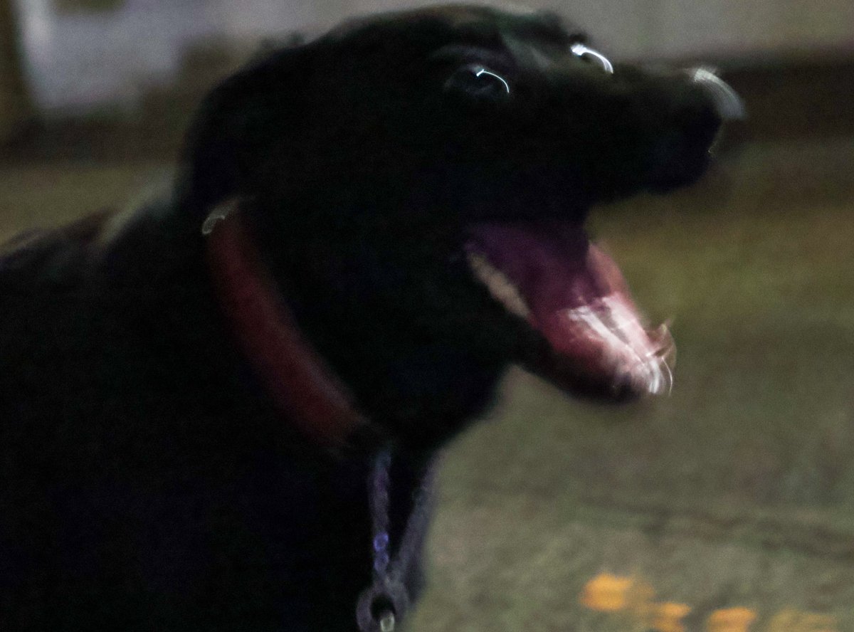 ゴミ拾い犬レイちゃん tweet media