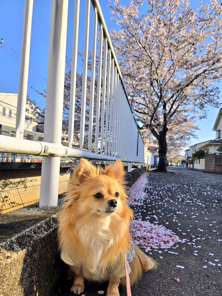 猫と犬あるちゃんさっちゃん tweet media