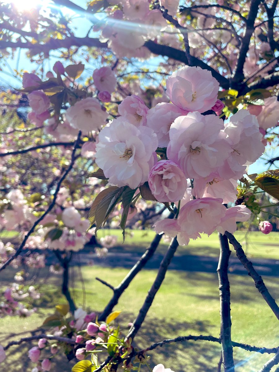 花見スポットめぐる。
今年は桜摂取満足度高い。