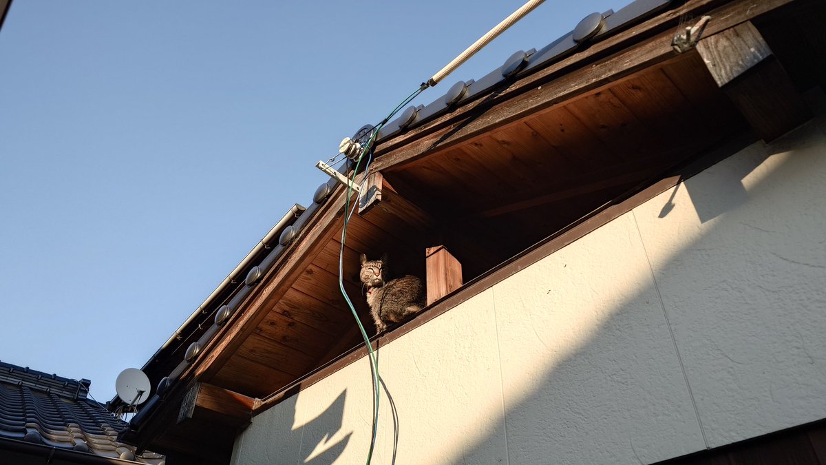 ヤキたま＠苺農家🍓 tweet media