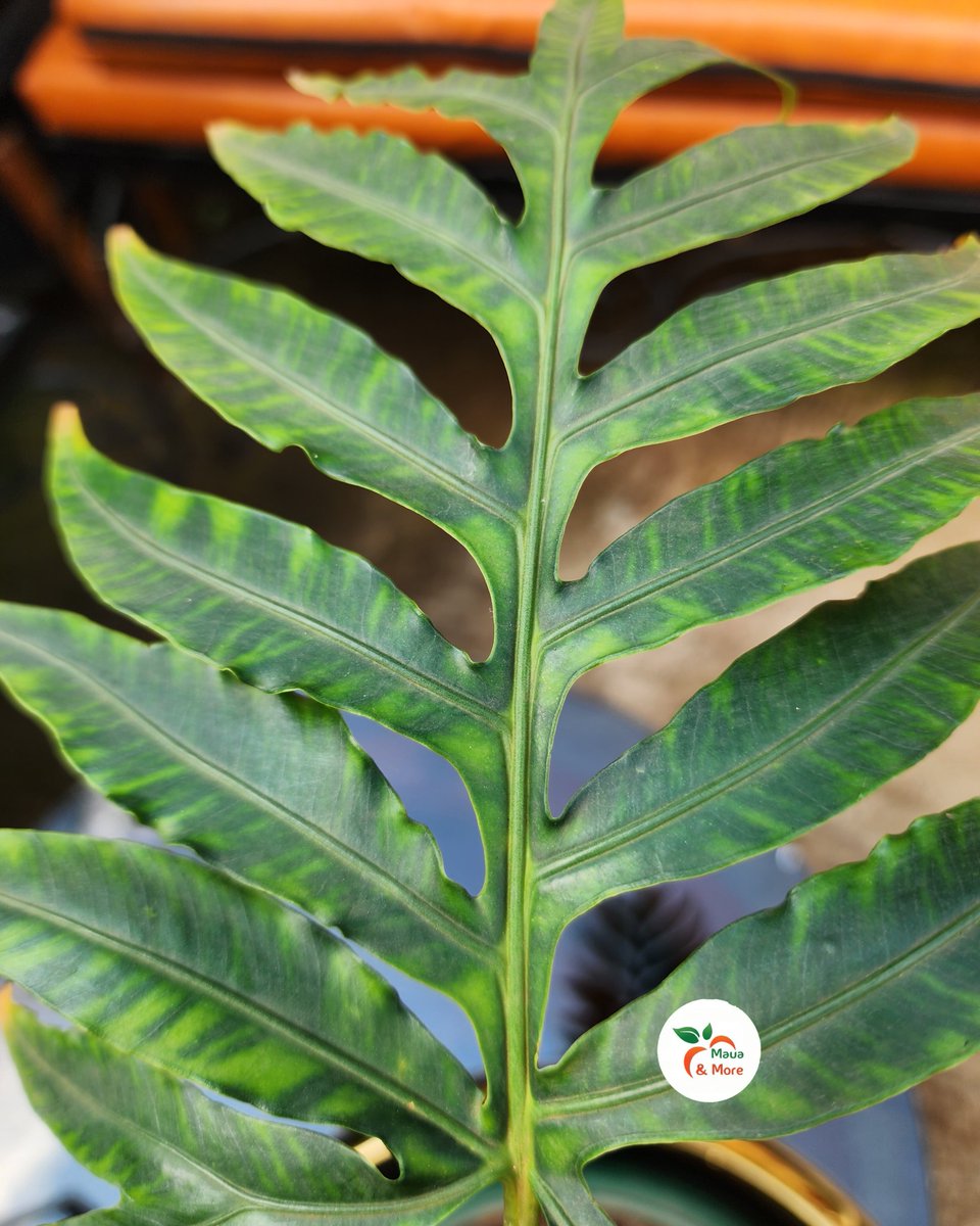 Maua & More tweet media