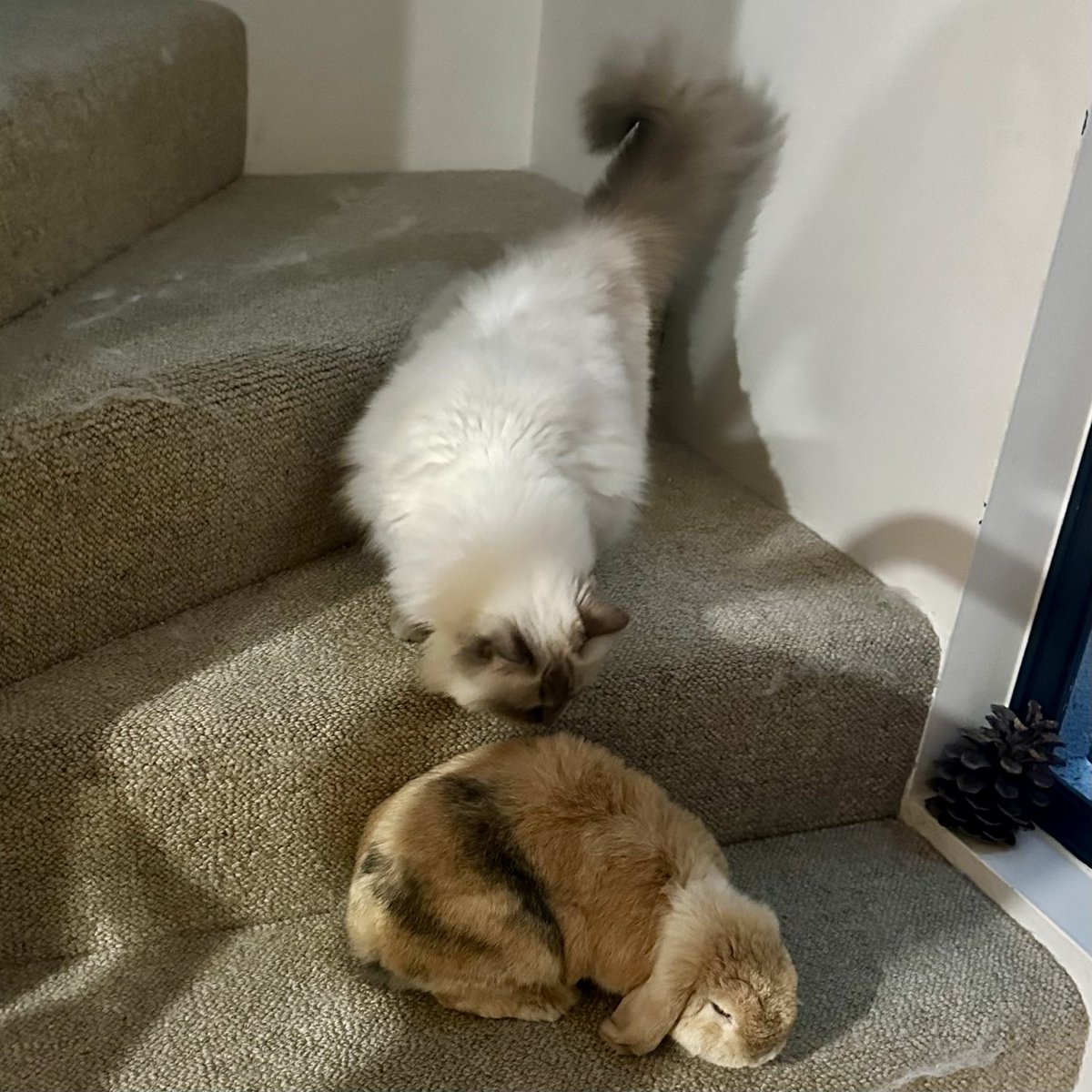 Serotonin tweet media